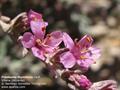 sea heath